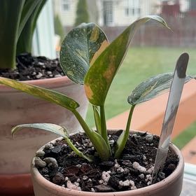 Photo of the plant species Green Congo by Kathryn named Congo on Greg, the plant care app
