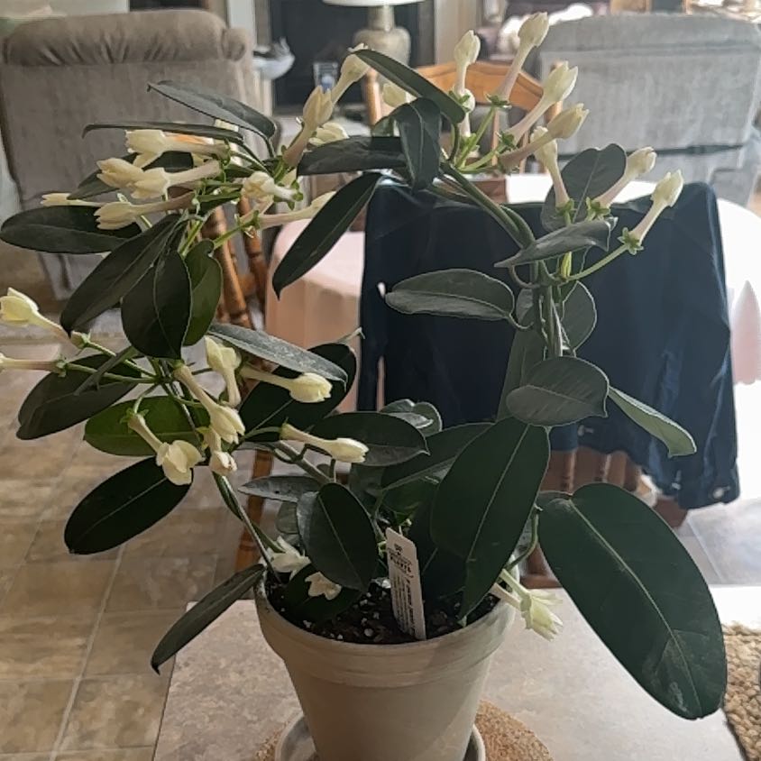 Photo of the plant species Variegated Madagascar Jasmine by Kathryn named Jasmine on Greg, the plant care app