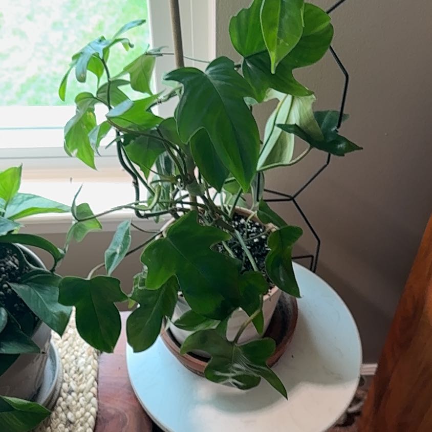 Photo of the plant species Florida Green Philodendron by Kathryn named Flo on Greg, the plant care app