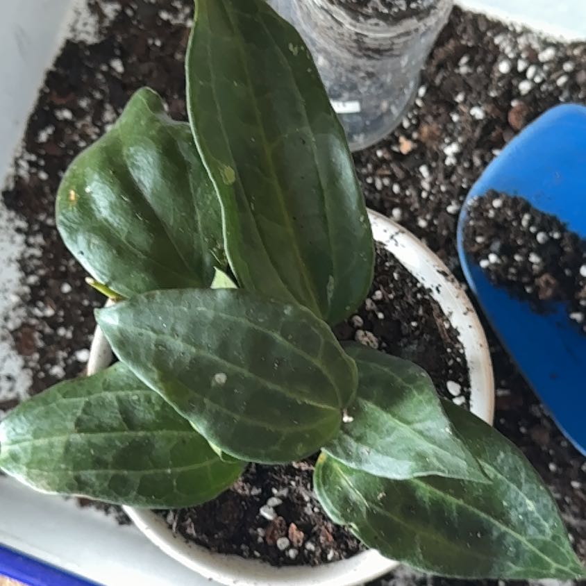 Photo of the plant species Hoya 'Sarawak' by Kathryn named Athena on Greg, the plant care app