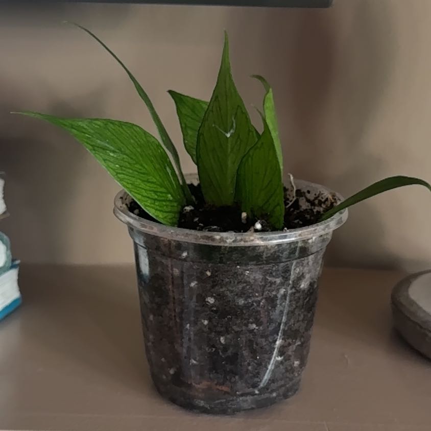 Photo of the plant species Fishtail Hoya by Kathryn named Fishy on Greg, the plant care app