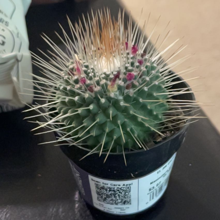 Photo of the plant species Mammilaria Spinosissima by @ganjamommy named Osmo on Greg, the plant care app