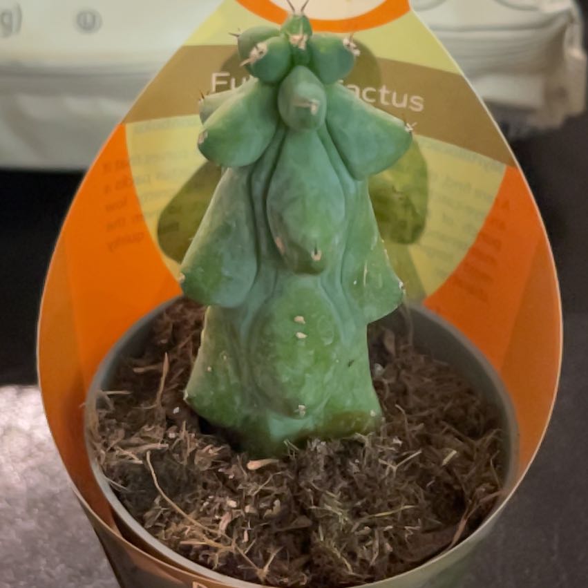 Photo of the plant species Boobie Cactus by @ganjamommy named Khaleesi on Greg, the plant care app