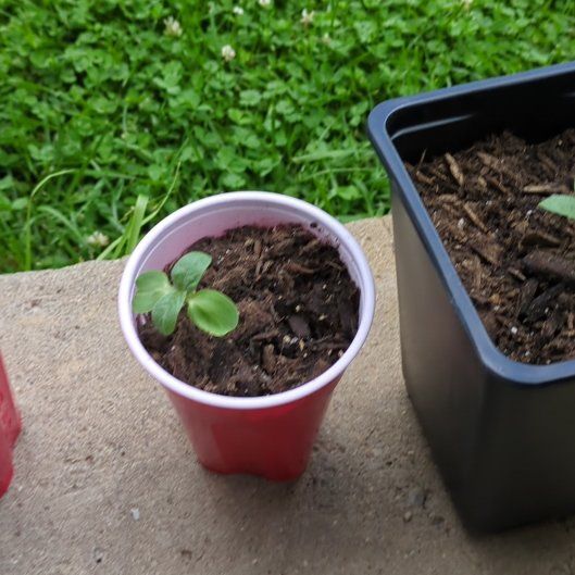 Photo of the plant species Dwarf Sunflower 'Bambino' by @Jynx25 named Eva on Greg, the plant care app