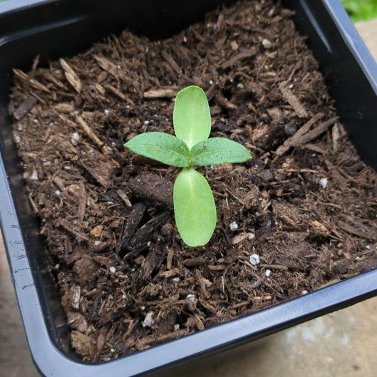 Photo of the plant species Dwarf Sunflower 'Bambino' by @Jynx25 named Lebron on Greg, the plant care app