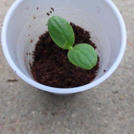 Photo of the plant species Cantaloupe by @Jynx25 named Osmo on Greg, the plant care app