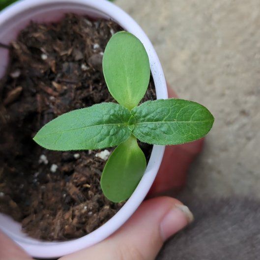 Photo of the plant species Dwarf Sunflower 'Bambino' by @Jynx25 named Keanu Leaves on Greg, the plant care app