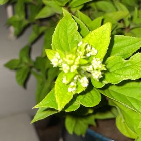 Photo of the plant species Little Lime Hydrangea by @VitalPoataniwha named Hamilton on Greg, the plant care app