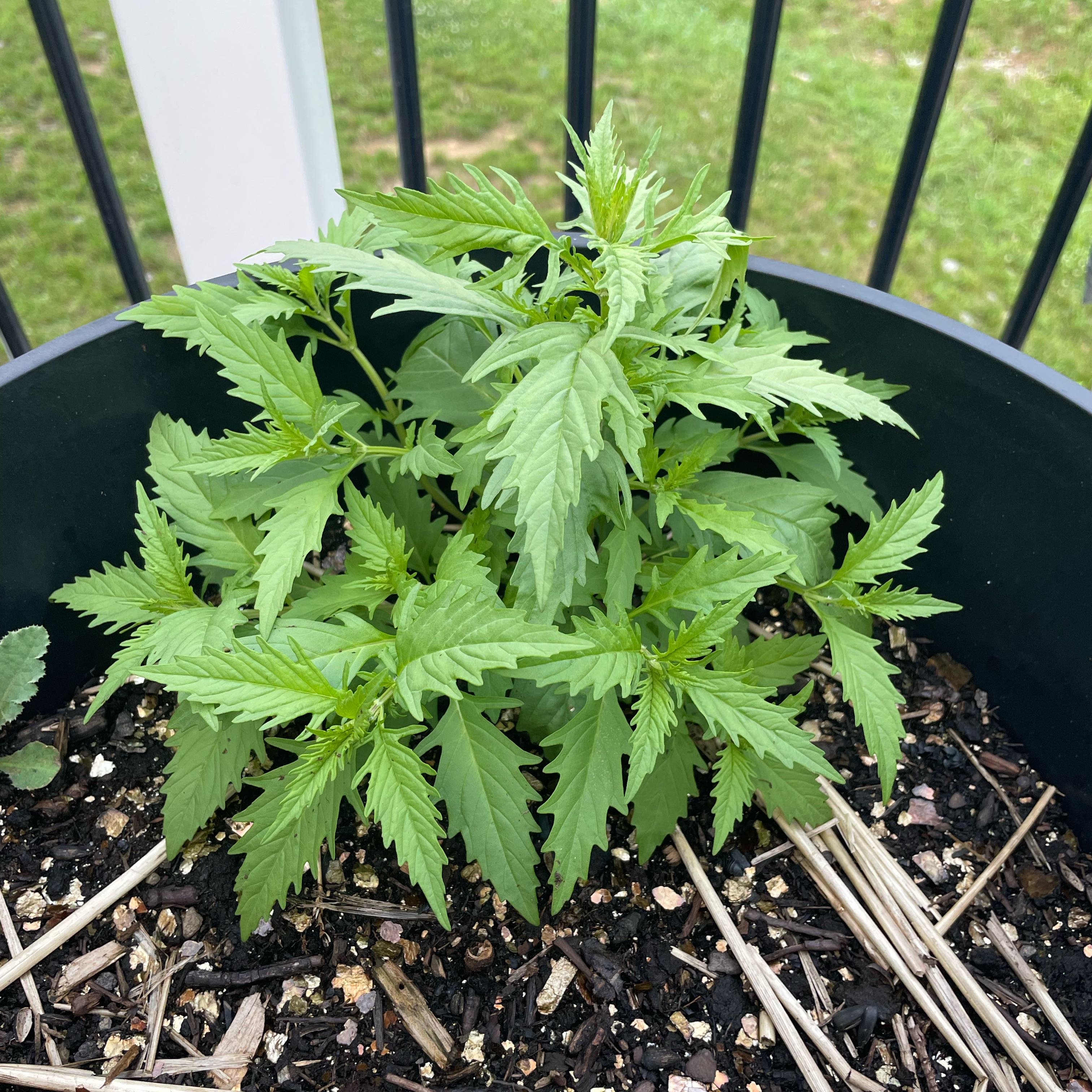 Photo of the plant species Horehound by @VitalPoataniwha named Captain Plant-it on Greg, the plant care app
