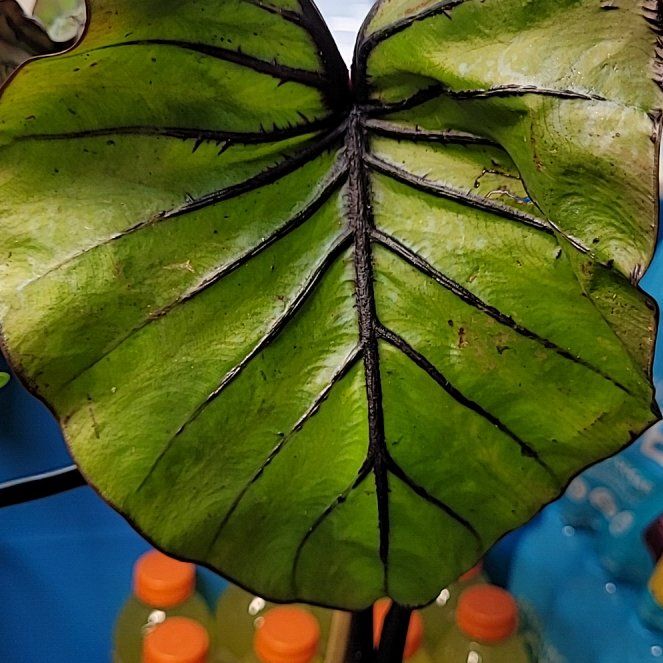 Photo of the plant species Pharaoh Mask by @GrampaDave63 named Navajo on Greg, the plant care app