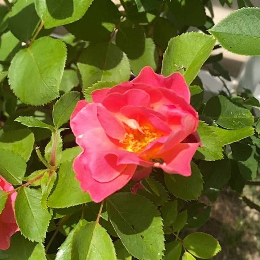 Photo of the plant species Coral Miracle Rose by @KeyPokaka25 named Miracle on Greg, the plant care app