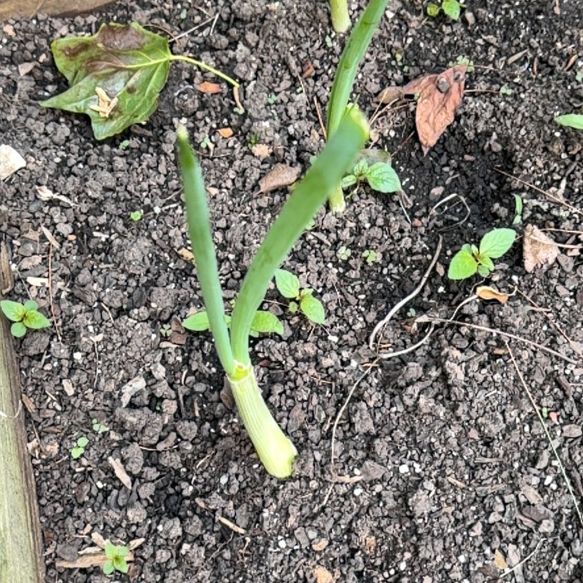 Photo of the plant species Allium Cepa by @WinAnahaw34 named Gregarious on Greg, the plant care app