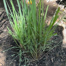 Photo of the plant species Cymbopogon Citratus by @WinAnahaw34 named Darwin on Greg, the plant care app