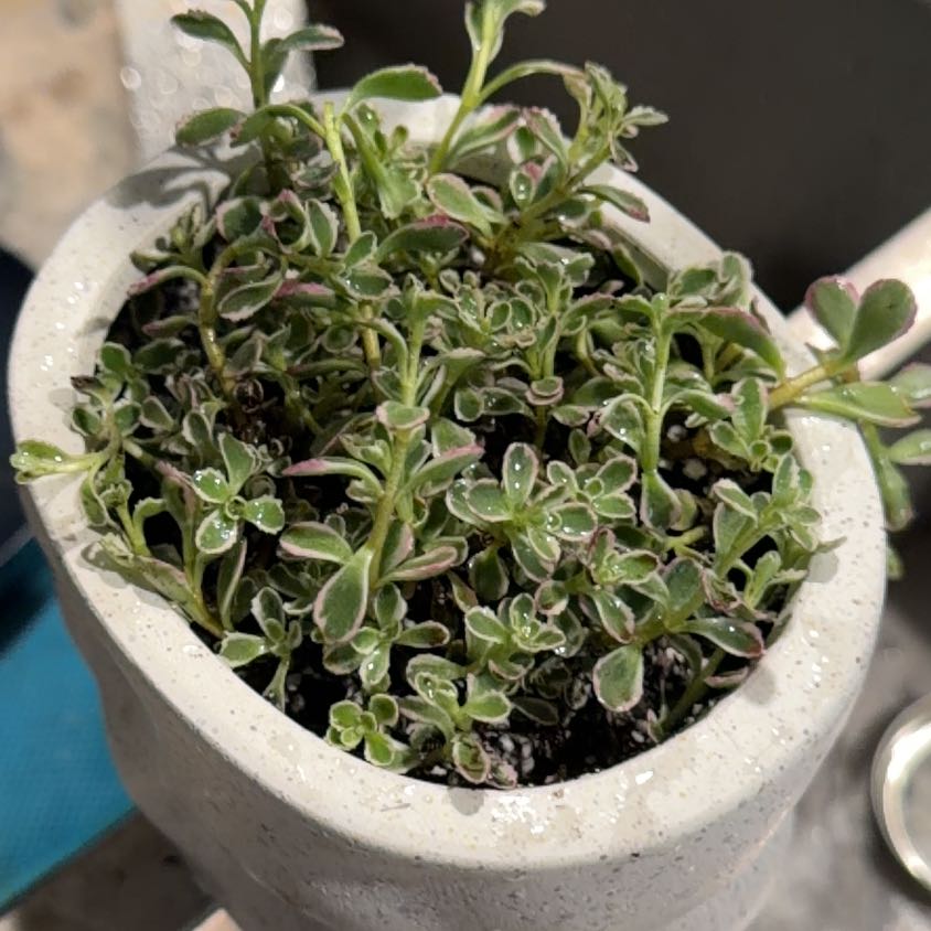 Photo of the plant species Caucasin stonecrop by @Mori named Duke on Greg, the plant care app