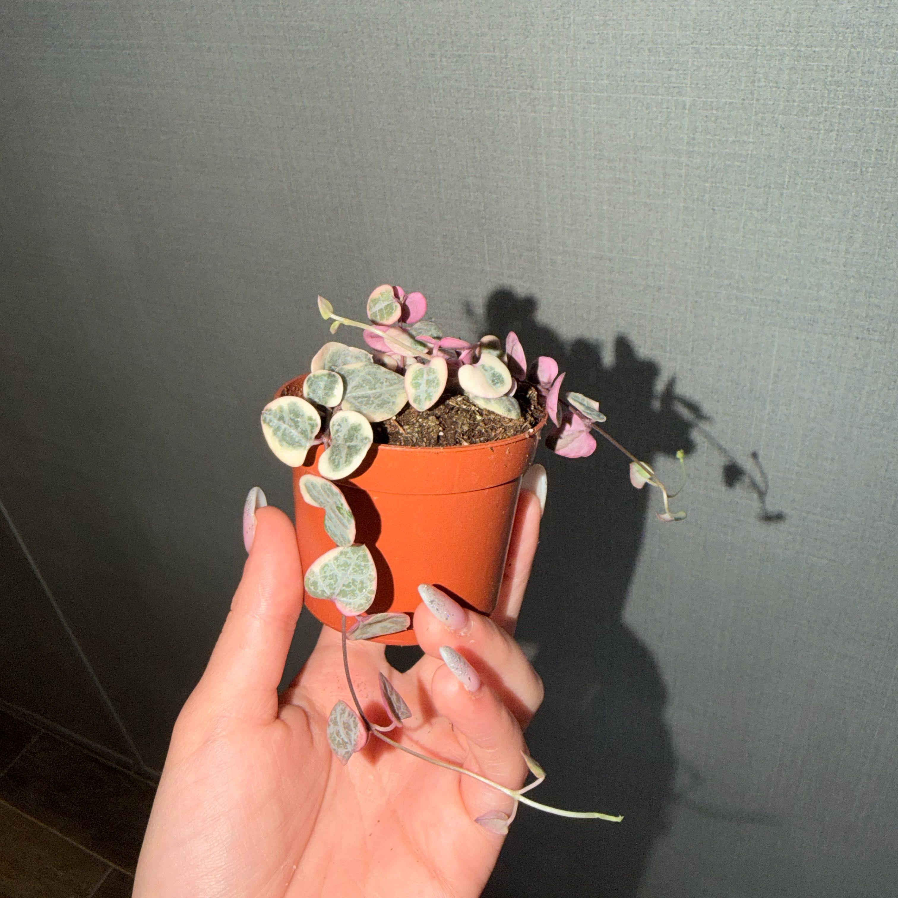 Photo of the plant species variegated string of hearts by @Mori named Xena on Greg, the plant care app