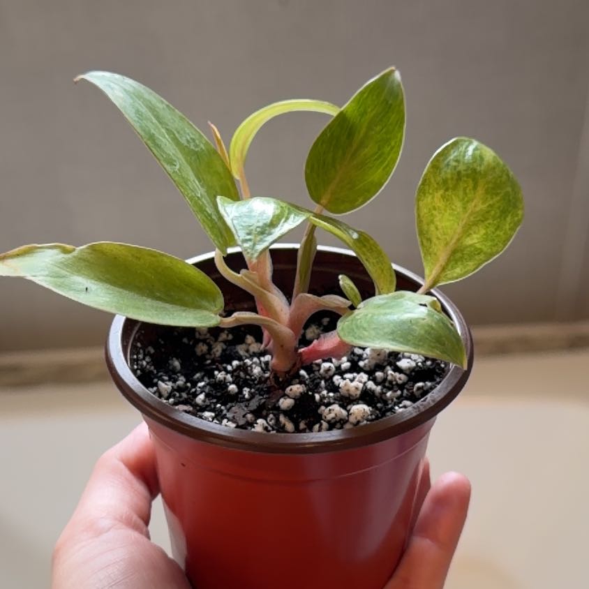 Photo of the plant species Philodendron Painted Lady by @Mori named Peter Parker on Greg, the plant care app
