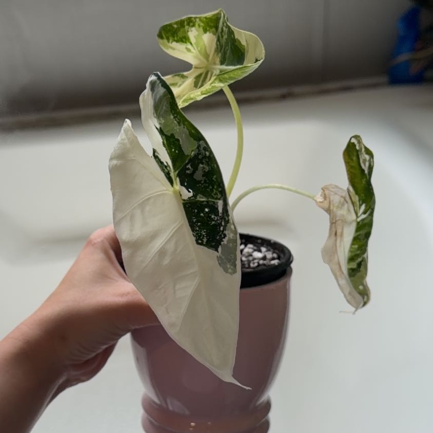 Photo of the plant species Variegated Alocasia frydek by @Mori named Picasso on Greg, the plant care app