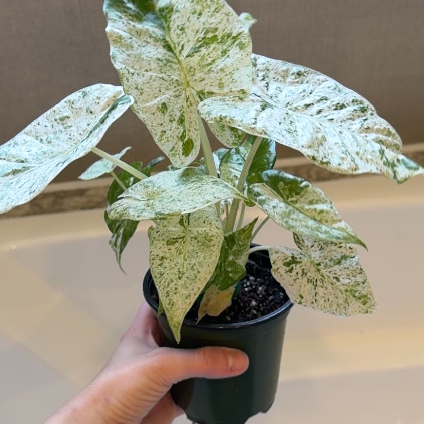 Photo of the plant species Alocasia by @Mori named Achilles on Greg, the plant care app