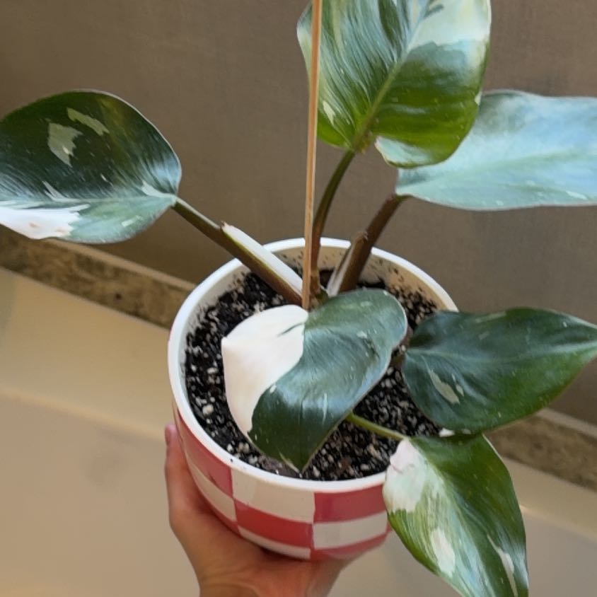 Photo of the plant species White Knight Philodendron by @Mori named Sahara on Greg, the plant care app