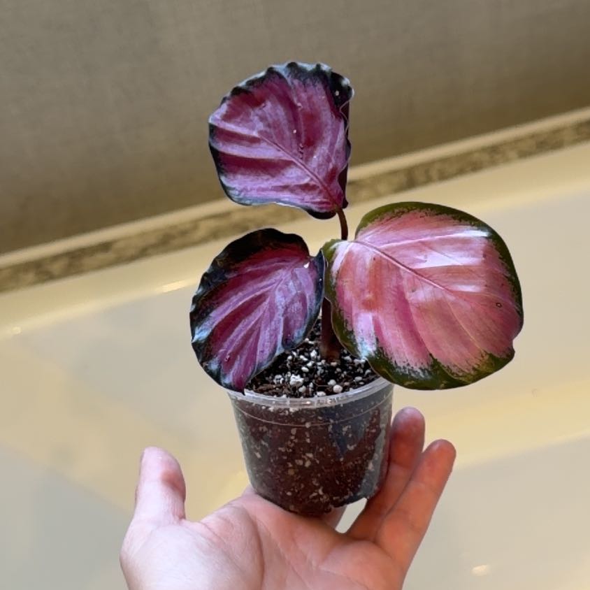 Photo of the plant species Calathea Rosy by @Mori named Osmo on Greg, the plant care app