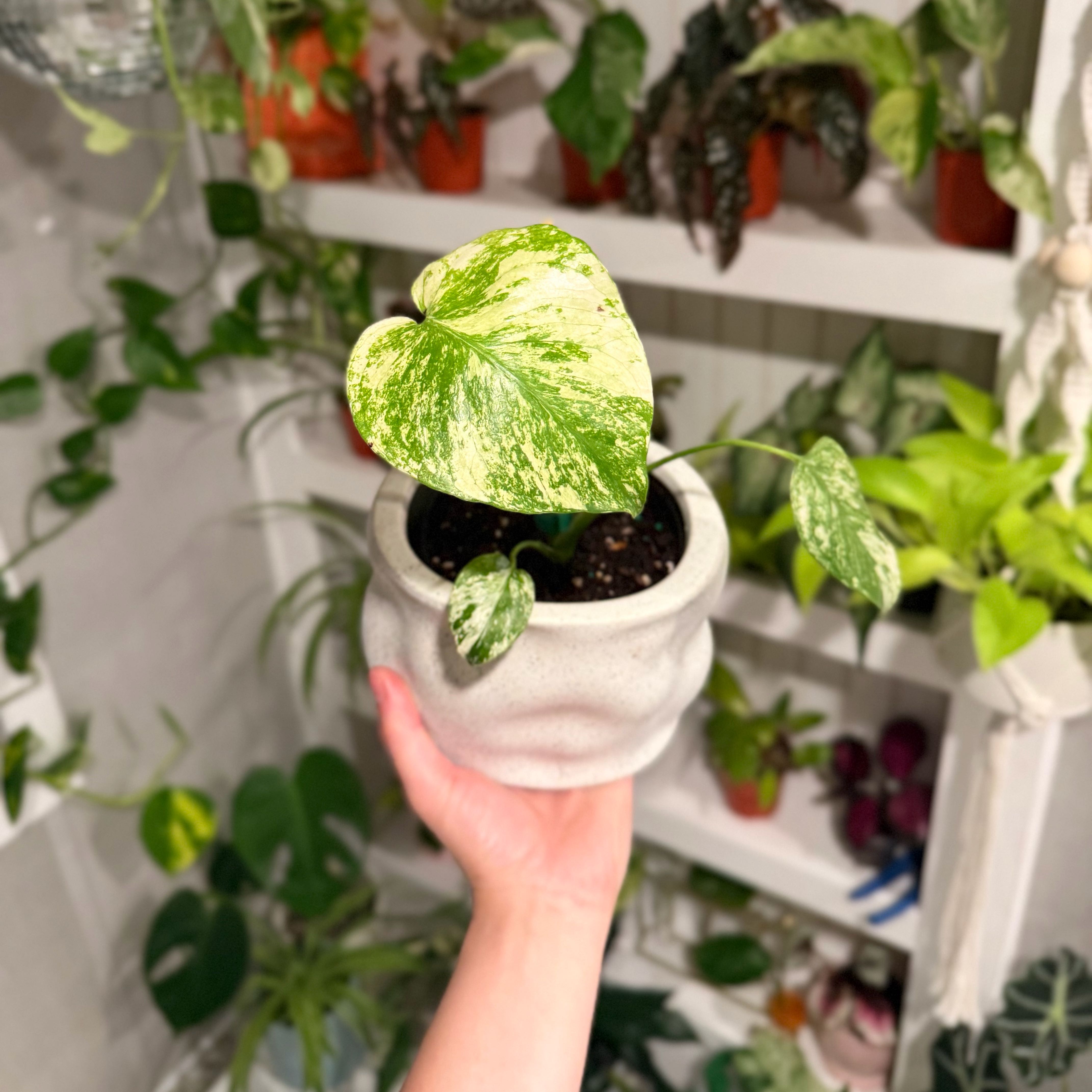 Photo of the plant species Monstera 'White Monster' by @Mori named Kendall on Greg, the plant care app