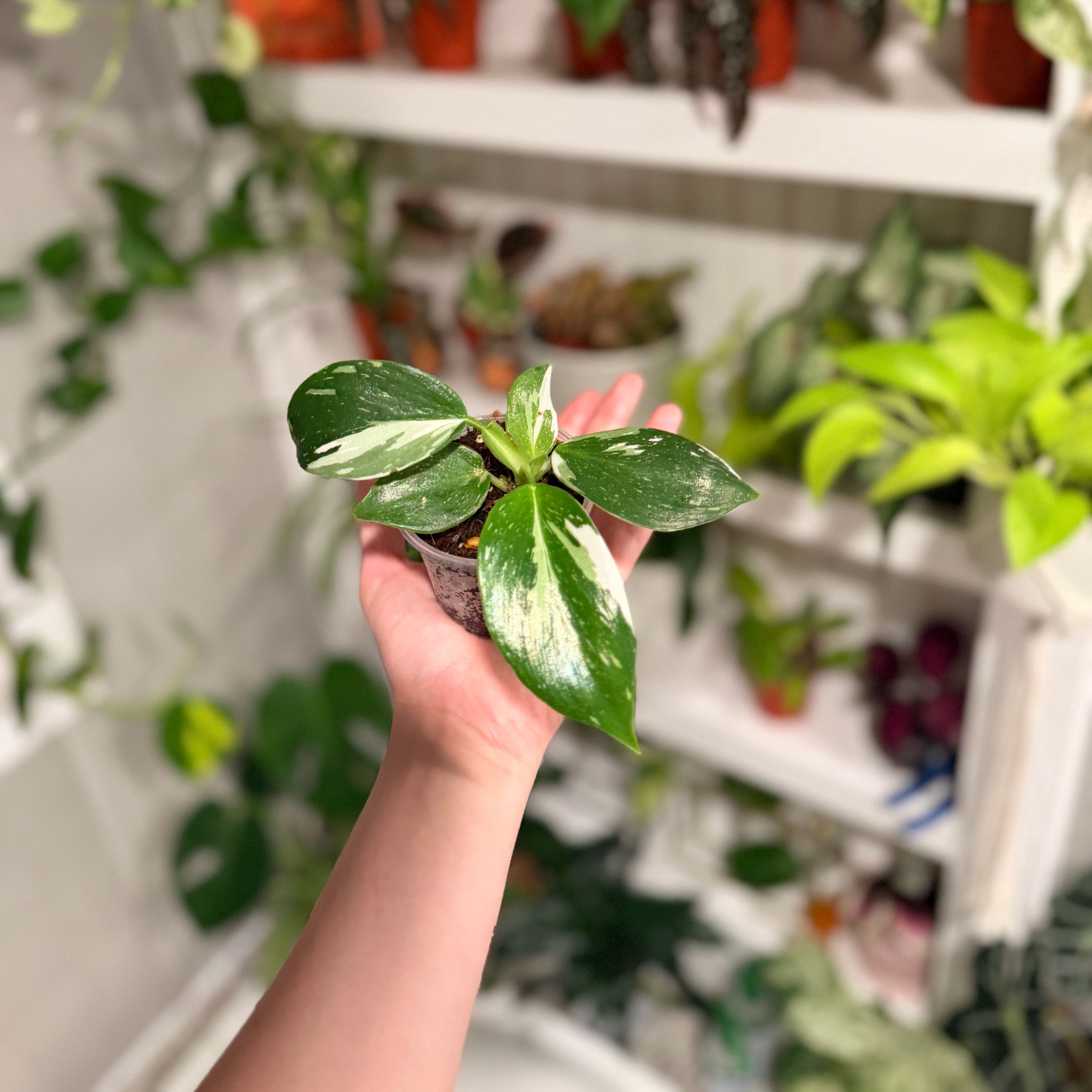 Photo of the plant species Philodendron 'White Wizard' by @Mori named Marilyn on Greg, the plant care app