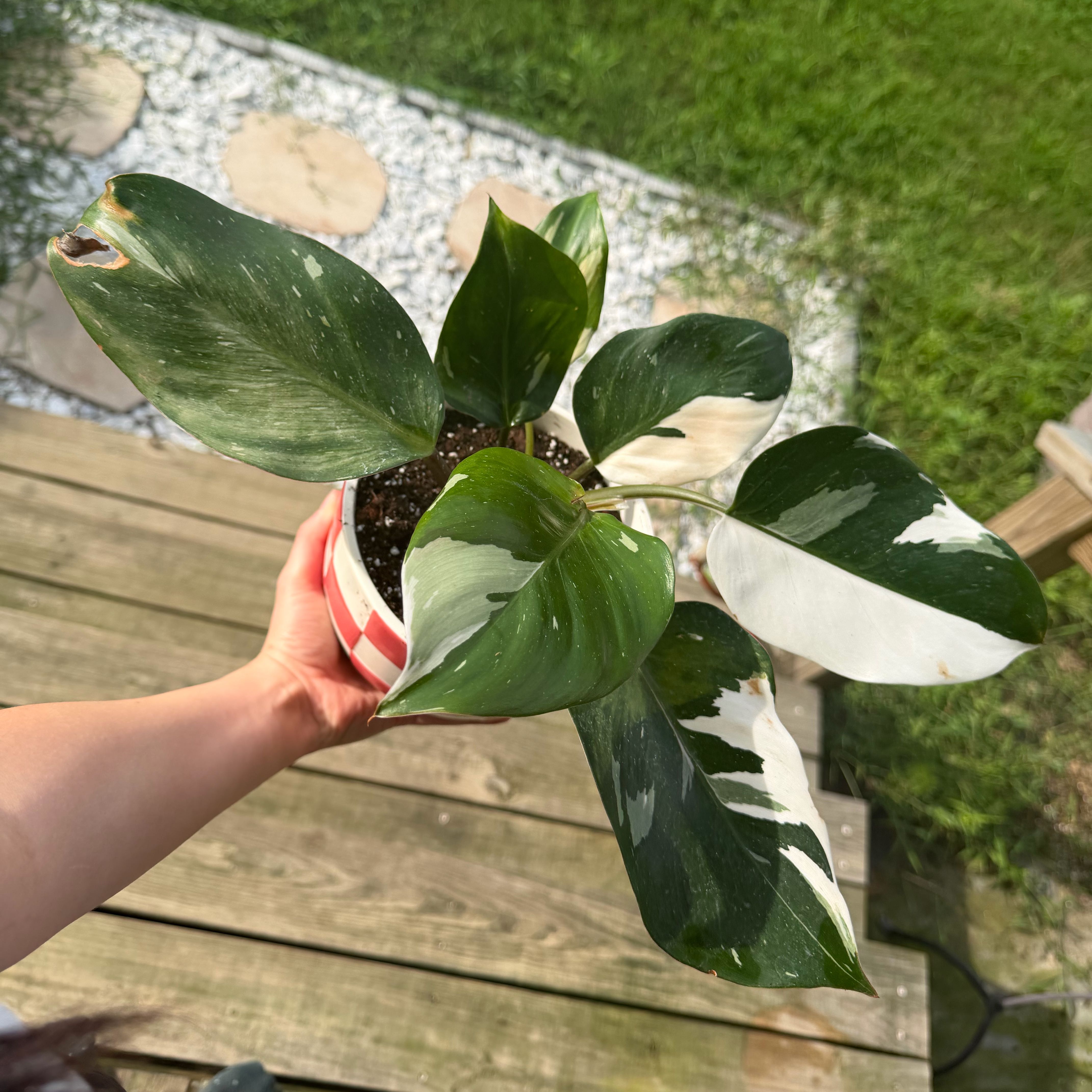 Photo of the plant species White Knight Philodendron by @Mori named Oscar on Greg, the plant care app