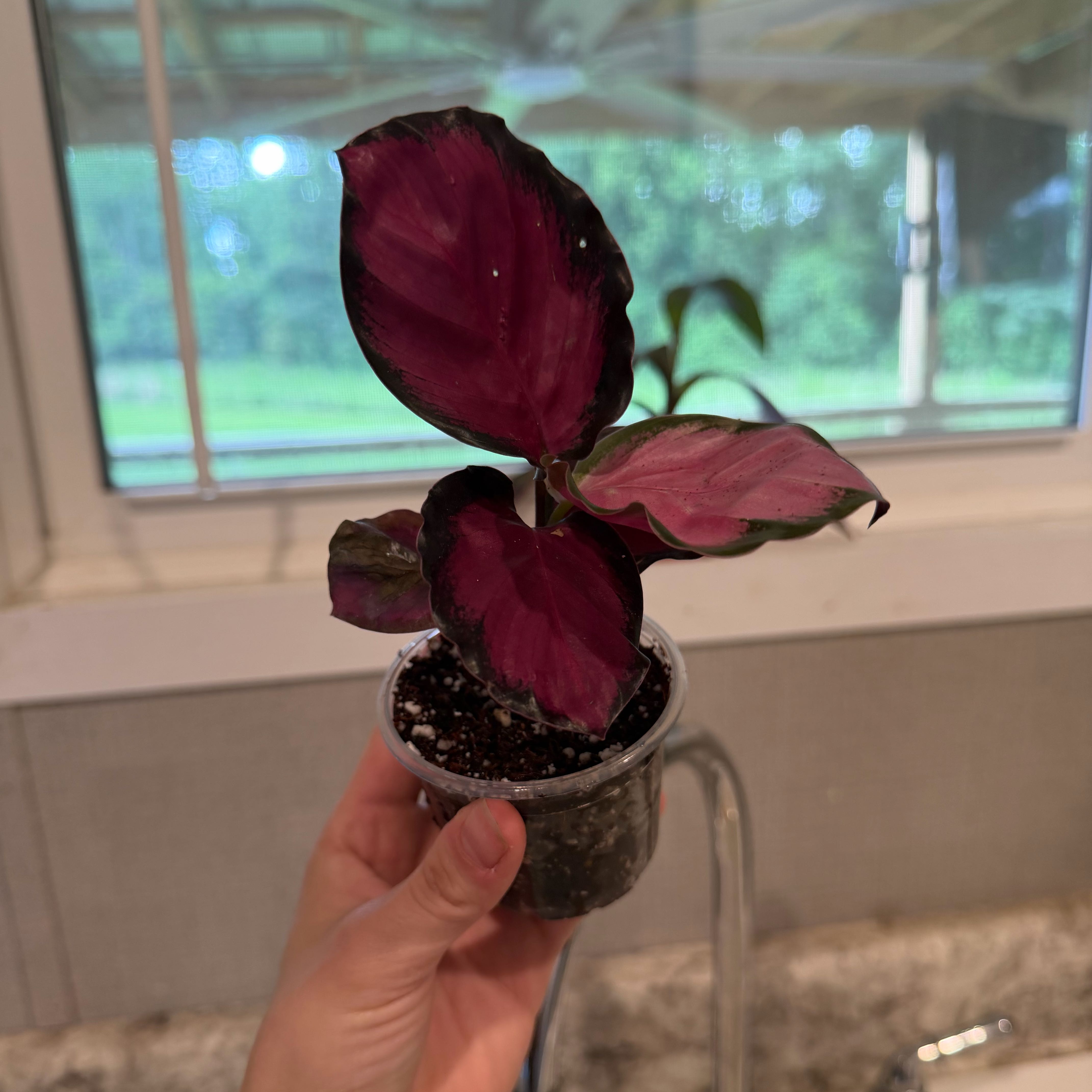 Photo of the plant species calathea rosy by @Mori named Harper on Greg, the plant care app