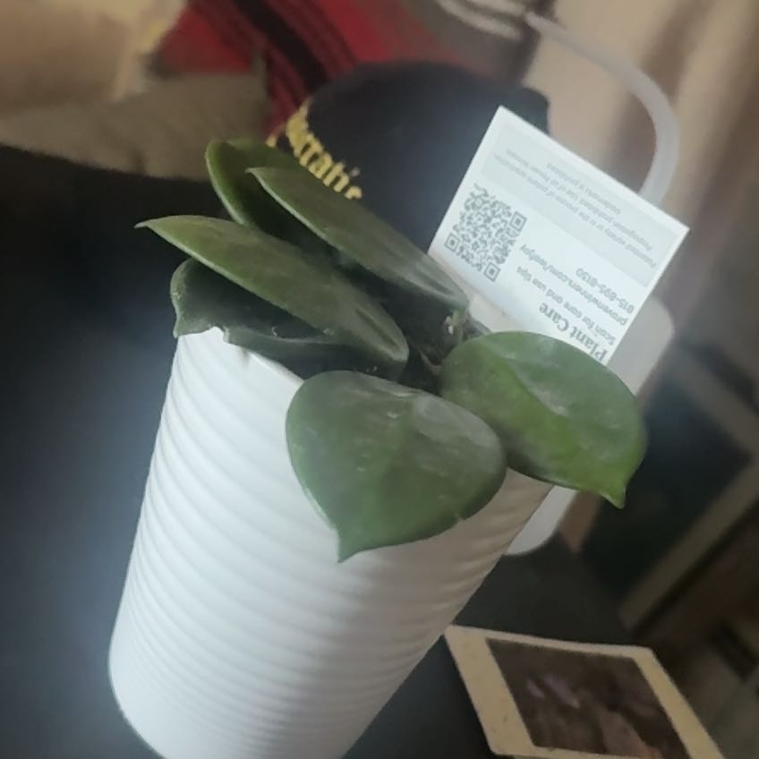Photo of the plant species Vangviengiensis Hoya by @LegitFuscia40 named Sir Plancelot on Greg, the plant care app