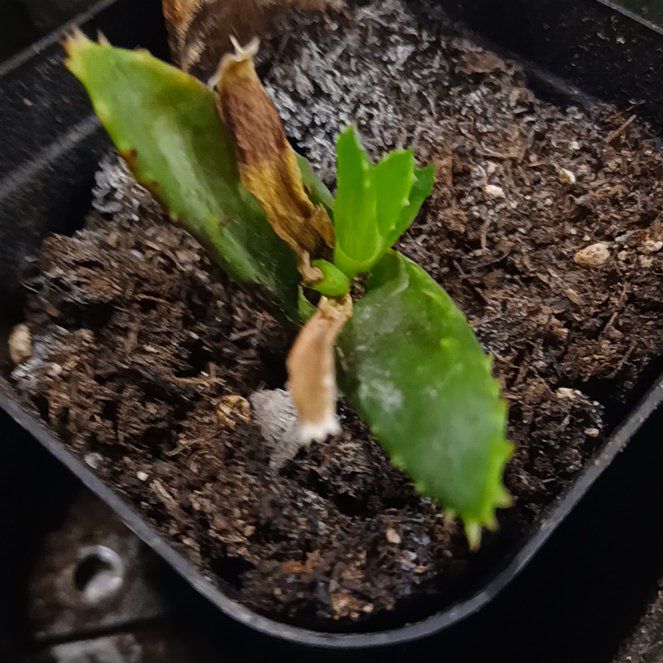Photo of the plant species Aloe 'Velociraptor' by @HardyFriarscowl named Gates on Greg, the plant care app