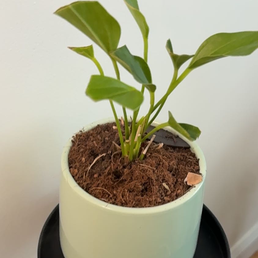 Photo of the plant species Lilli by @AwaitedSandrose named Baesil on Greg, the plant care app