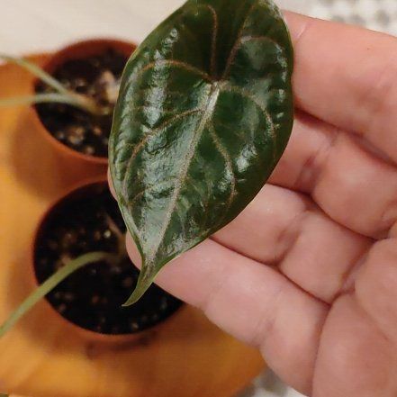 Photo of the plant species Alocasia Azlanii by @mimico80 named Alocasia Azlanii on Greg, the plant care app