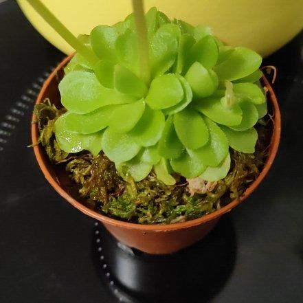 Photo of the plant species Pinguicula cyclosecta by @mimico80 named Pinguicula on Greg, the plant care app
