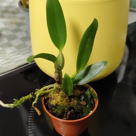 Photo of the plant species Walkeriana Orchid by @mimico80 named Cattleya Walkeriana Semi-Alba on Greg, the plant care app