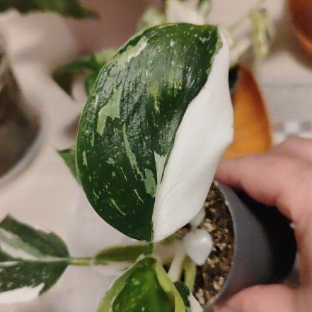 Photo of the plant species Philodendron White Wizard by @mimico80 named Philodendron White Wizard on Greg, the plant care app