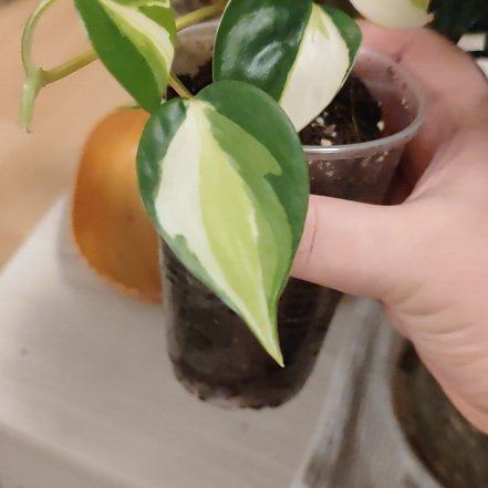 Photo of the plant species Philodendron cream splash by @mimico80 named Philodendron Cream Splash on Greg, the plant care app