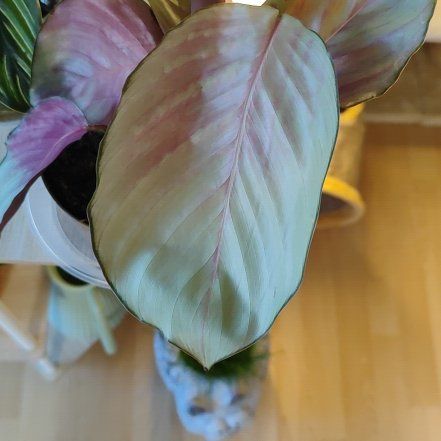 Photo of the plant species Calathea Silver (gray) Star by @mimico80 named Calathea Silver Plate on Greg, the plant care app