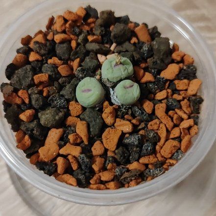 Photo of the plant species Red Lips Succulent by @mimico80 named Conophytum Pageae on Greg, the plant care app