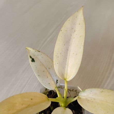Photo of the plant species Philodenron whipple way by @mimico80 named Philodendron Whipple Way on Greg, the plant care app