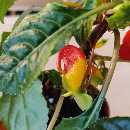 Photo of the plant species Congo cockatoo by @mimico80 named Impatiens Niamniamensis on Greg, the plant care app
