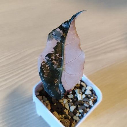 Photo of the plant species Alocasia Polly Pink Variegated by @mimico80 named Alocasia Polly Pink Var on Greg, the plant care app
