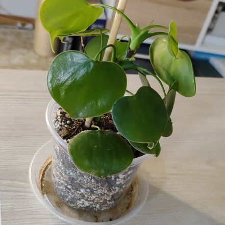 Photo of the plant species Philodendron grazielae by @mimico80 named Philodendron Grazielae on Greg, the plant care app
