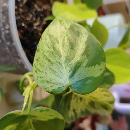 Photo of the plant species Philodendron variegated by @mimico80 named Philodendron Hederaceum Oxycardium Variegata on Greg, the plant care app