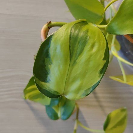 Photo of the plant species Philodendron cream splash by @mimico80 named Philodendron Cream Splash on Greg, the plant care app