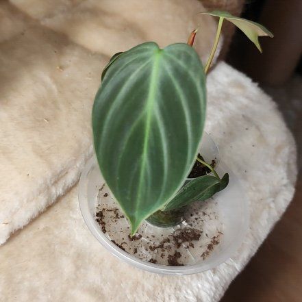 Photo of the plant species Philodendron El Choco Red by @mimico80 named Philodendron El Choco Red on Greg, the plant care app