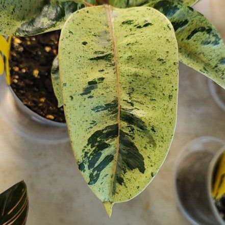 Photo of the plant species Ficus Moonshine by @mimico80 named Ficus Shiveriana Moonshine on Greg, the plant care app