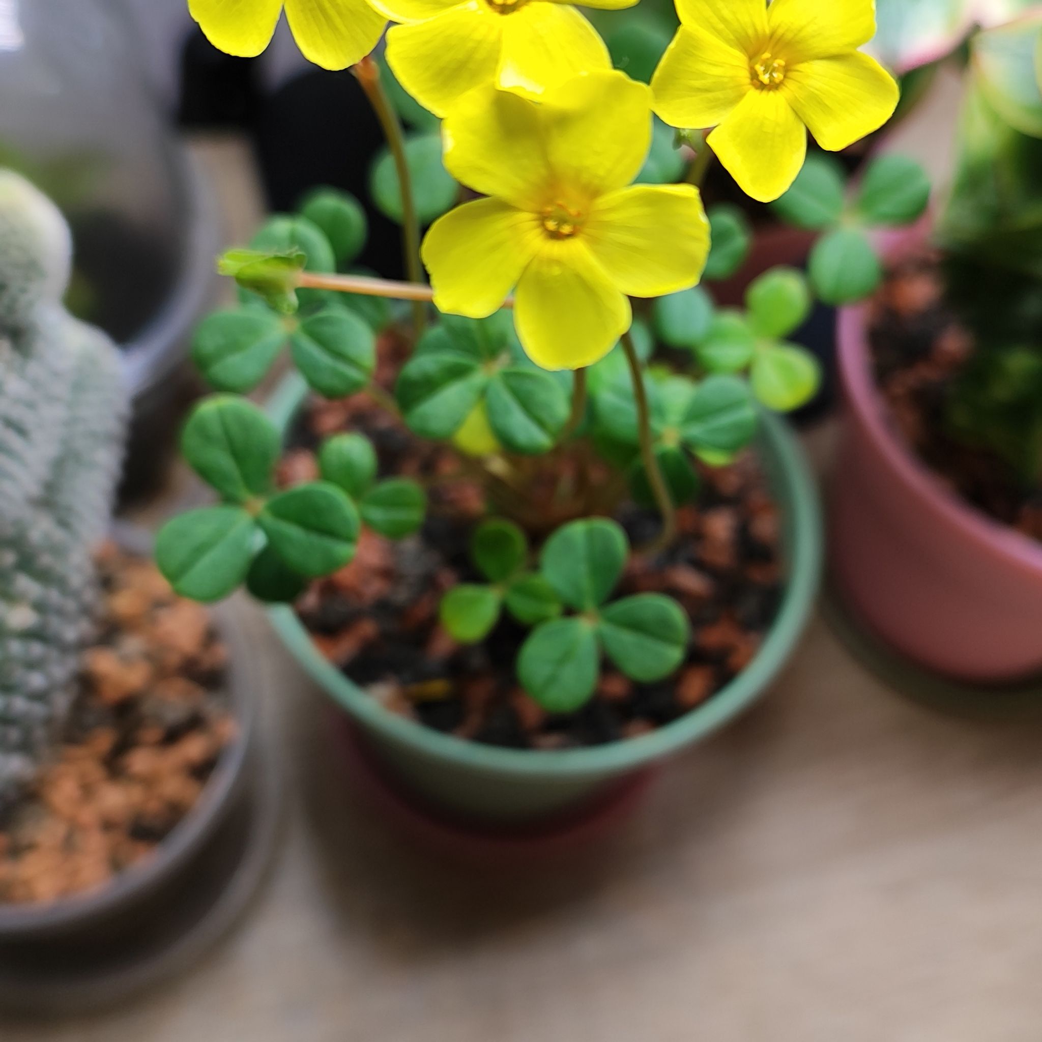 Photo of the plant species Sunset Oxalis by @mimico80 named Oxalis Carnosa on Greg, the plant care app