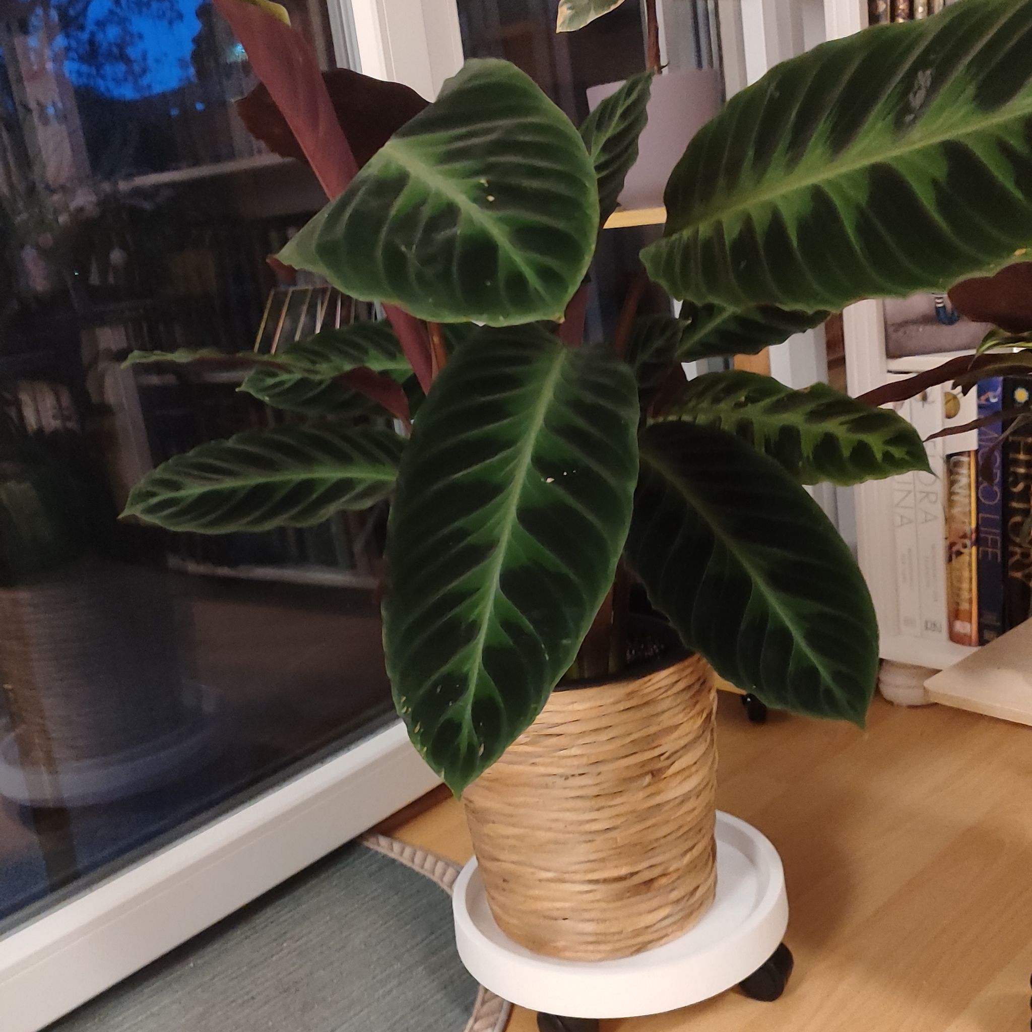 Photo of the plant species Calathea Warscewiczii by @mimico80 named Calathea Warscewizii on Greg, the plant care app