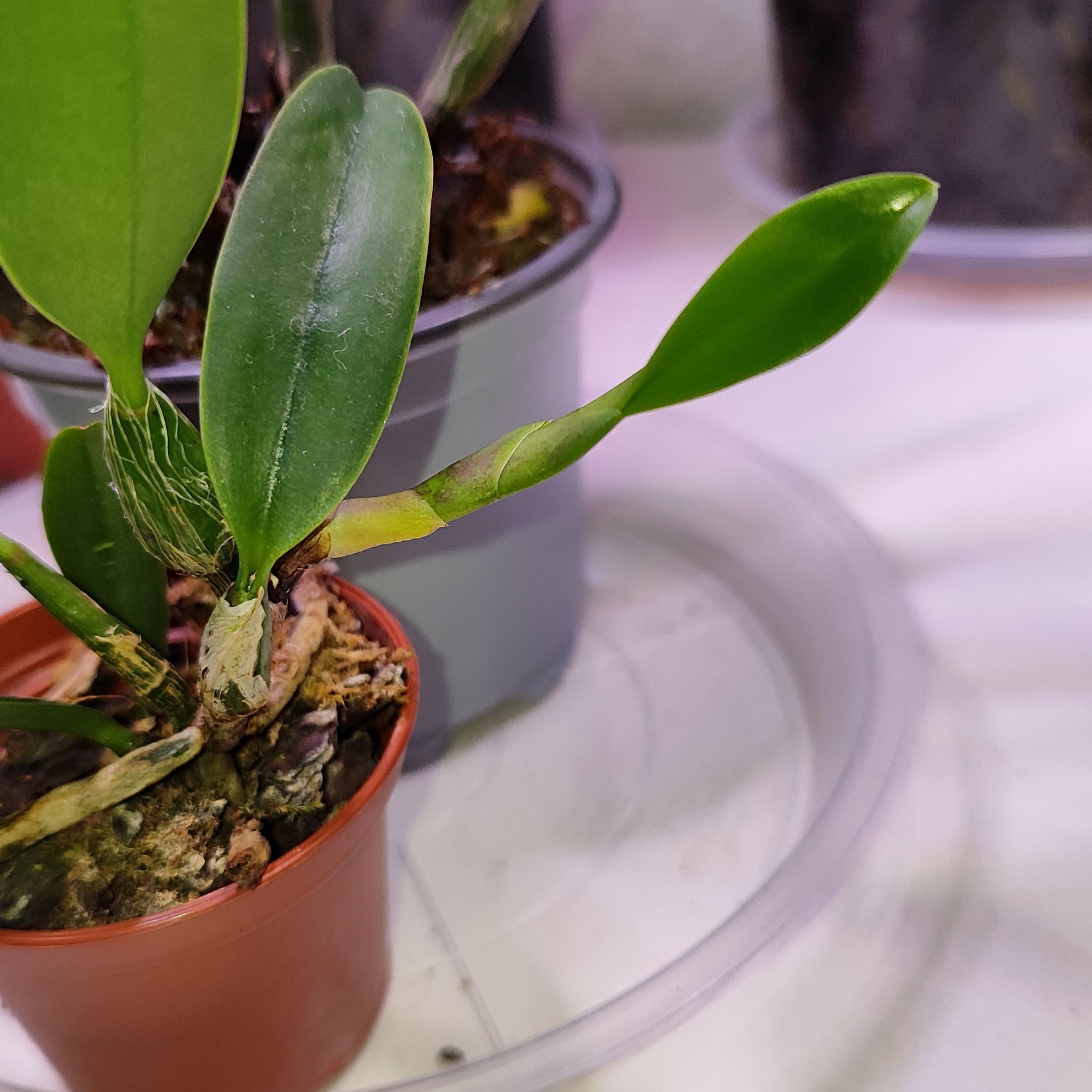 Photo of the plant species Walkeriana Orchid by @mimico80 named Cattleya Walkeriana Semi-Alba on Greg, the plant care app