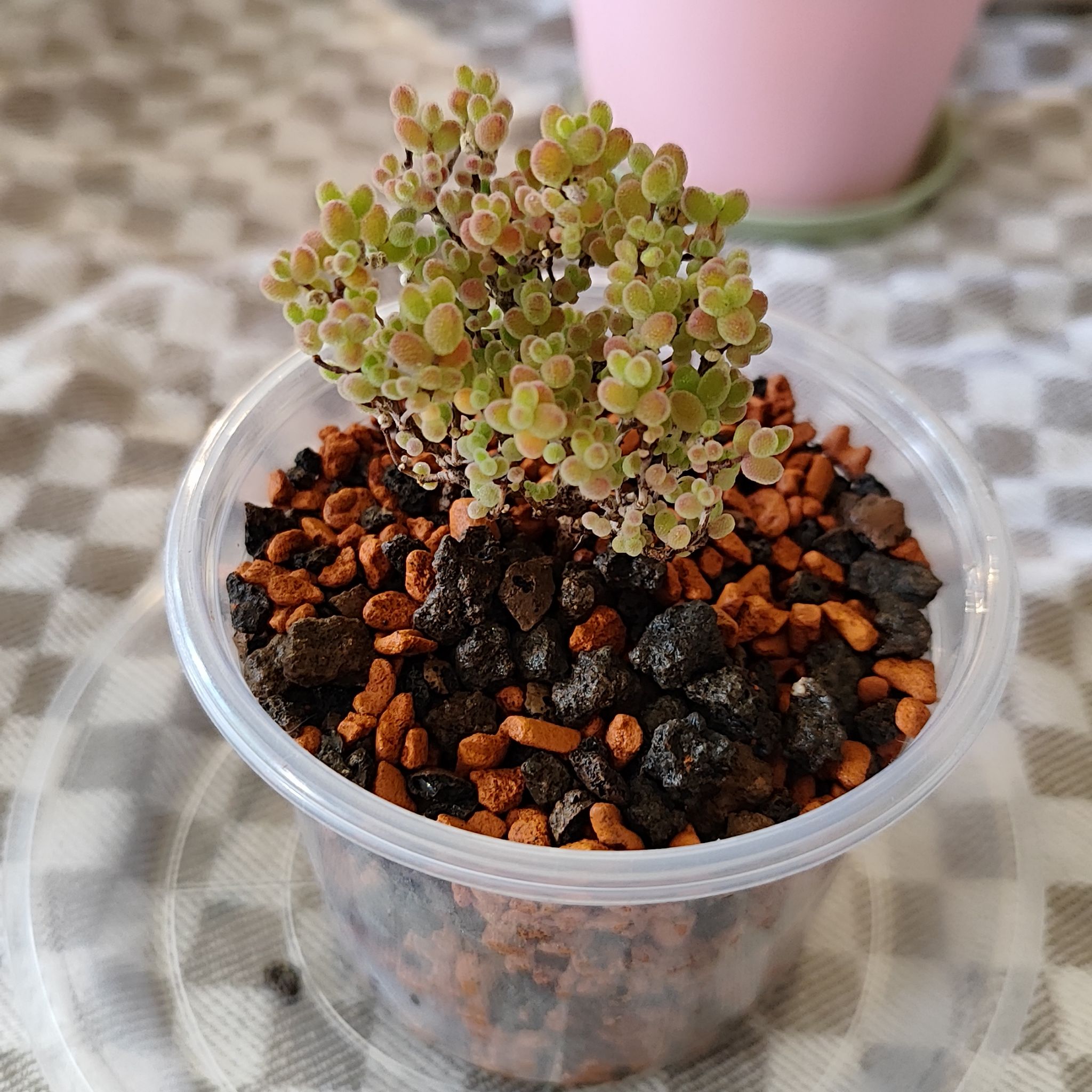 Photo of the plant species Drosanthemum leptum by @mimico80 named Drosanthemum Globosum on Greg, the plant care app